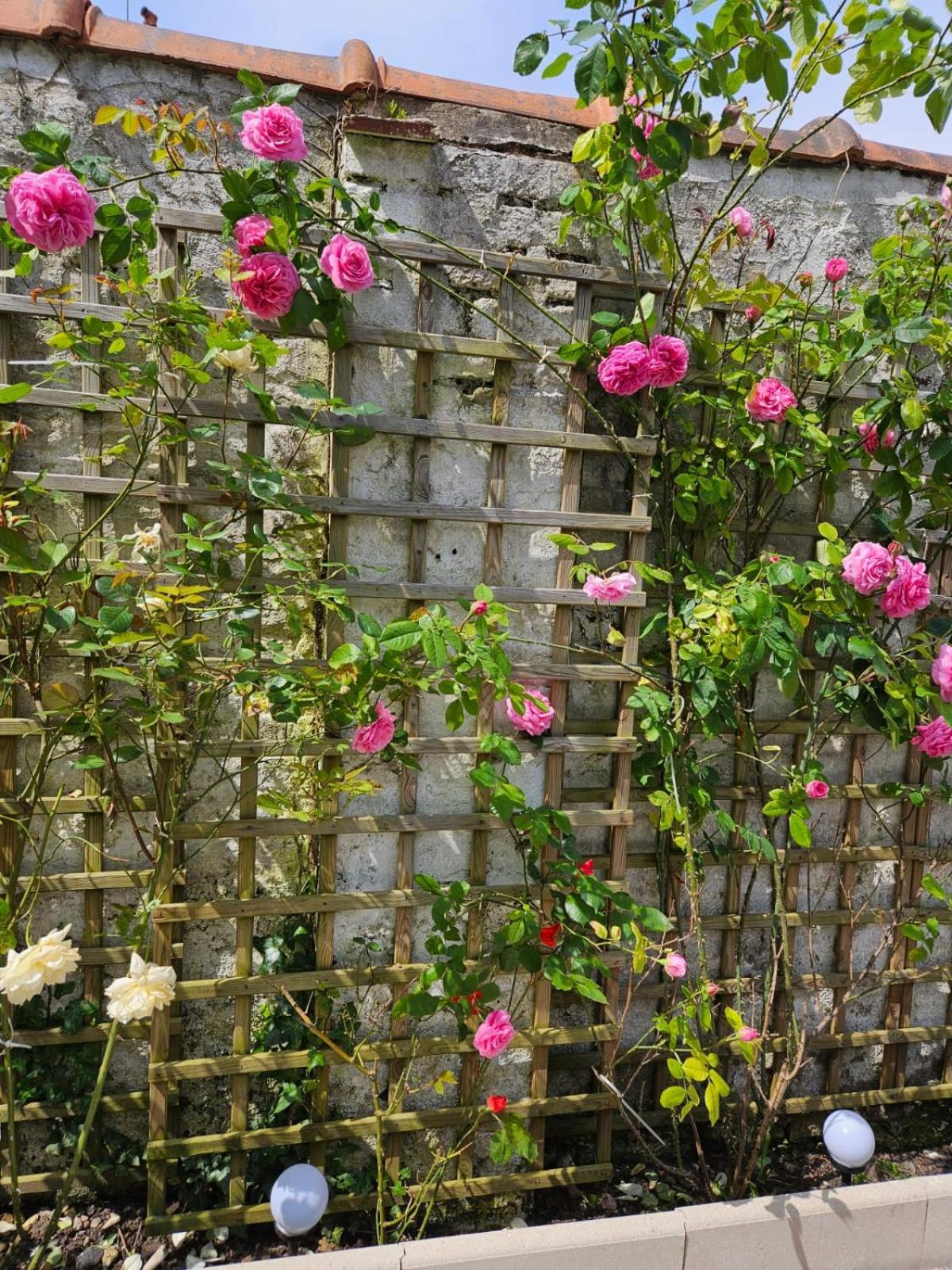 Studio Avec Jardin Rosendael Proche Plage Dunkirk Eksteriør billede